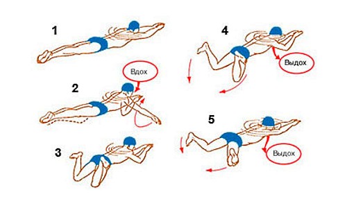 Техника как правильно плавать брасом