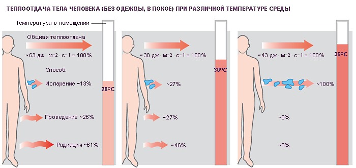 Человек обладает свойствами терморегуляции тела