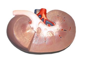 Прием Баклосана запрещен при почечной недостаточности