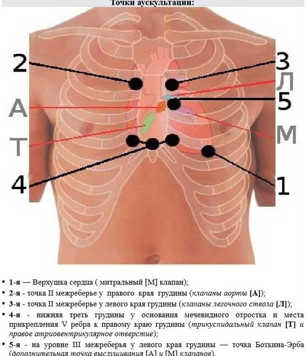 точки аускультации сердца