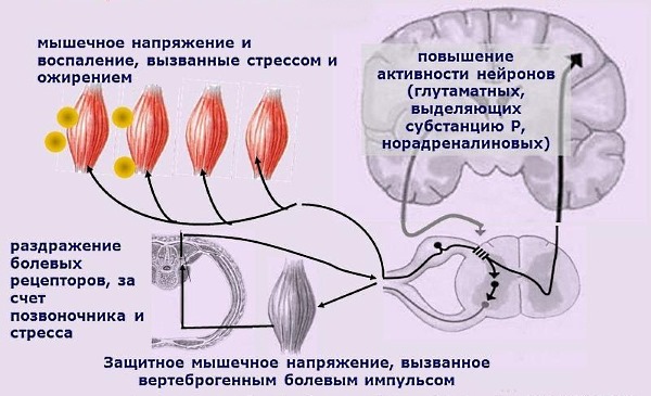 Гипертонус и спазмы скелетной мускулатуры - основные показания к применению лекарства