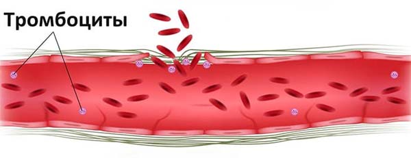 тромбоциты