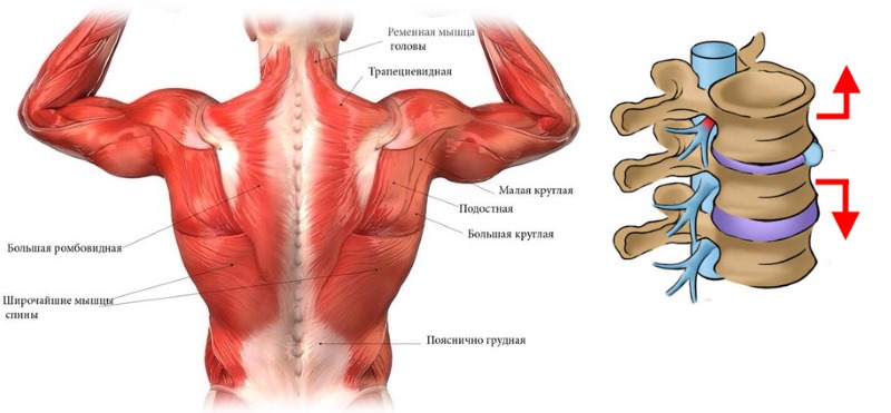 Принцип гимнастики Аляутдинова основывается на укреплении мышечного корсета и вытяжении позвоночника