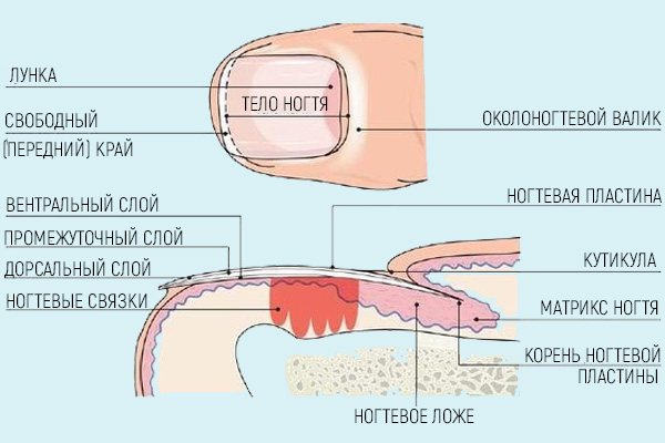 UV gel Lina White/Clear. Как пользоваться при наращивании ногтей