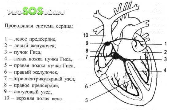 узлы сердца