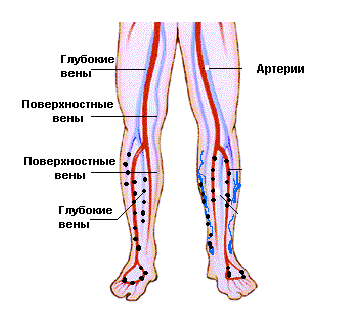 вены и артерии на ногах