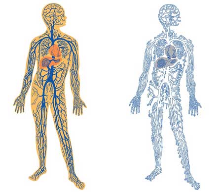 вены человека