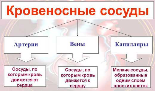 виды кровеносных сосудов