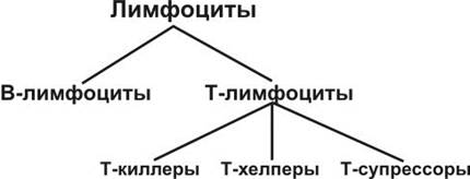 виды лимфоцитов