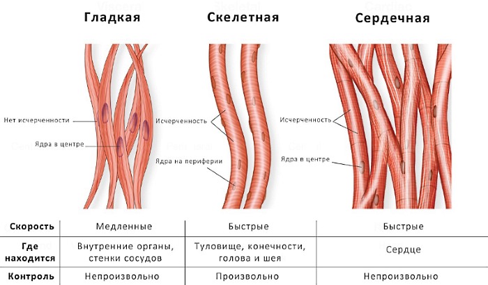 Используют Тракриум для расслабления скелетных мышц