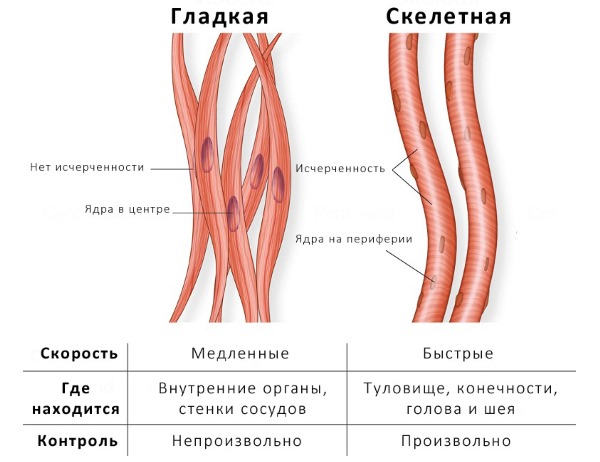 Назначают Юниспаз-Н при спазме гладкой и скелетной мышечной ткани