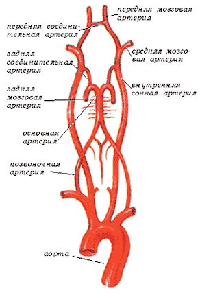 виллизиев круг