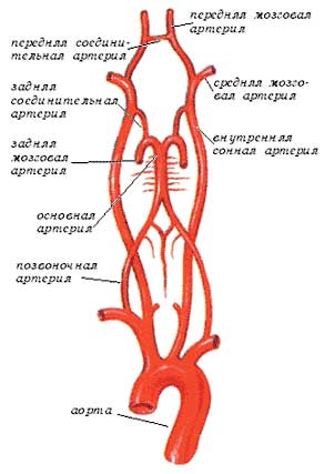 виллизиев круг