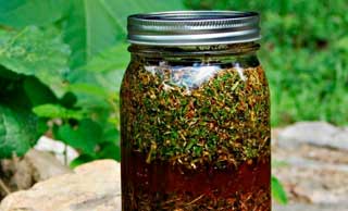 вино из шишек