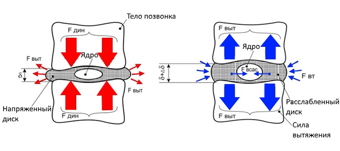 Растяжка позвоночника заключается в образовании обратной нагрузки, что помогает размыкать позвонки