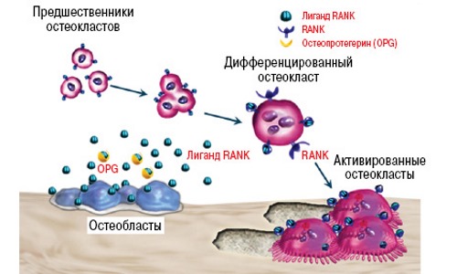 Перед применением Бонвива необходимо скорректировать метаболизм костной ткани