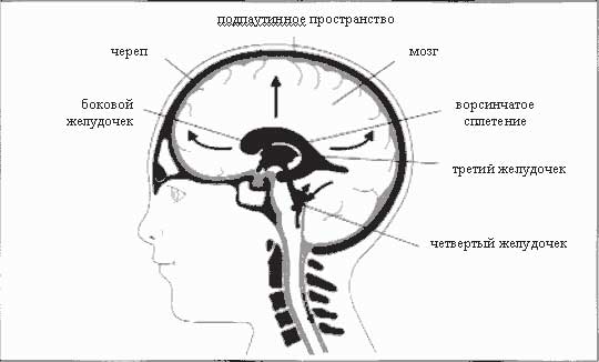 желудочки мозга