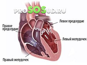 желудочки сердца