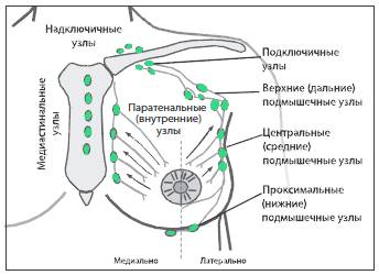 Лимфоузлы молочной железы Лимфоузлы молочной железы