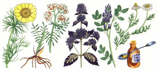 лекарственные травы лекарственные травы