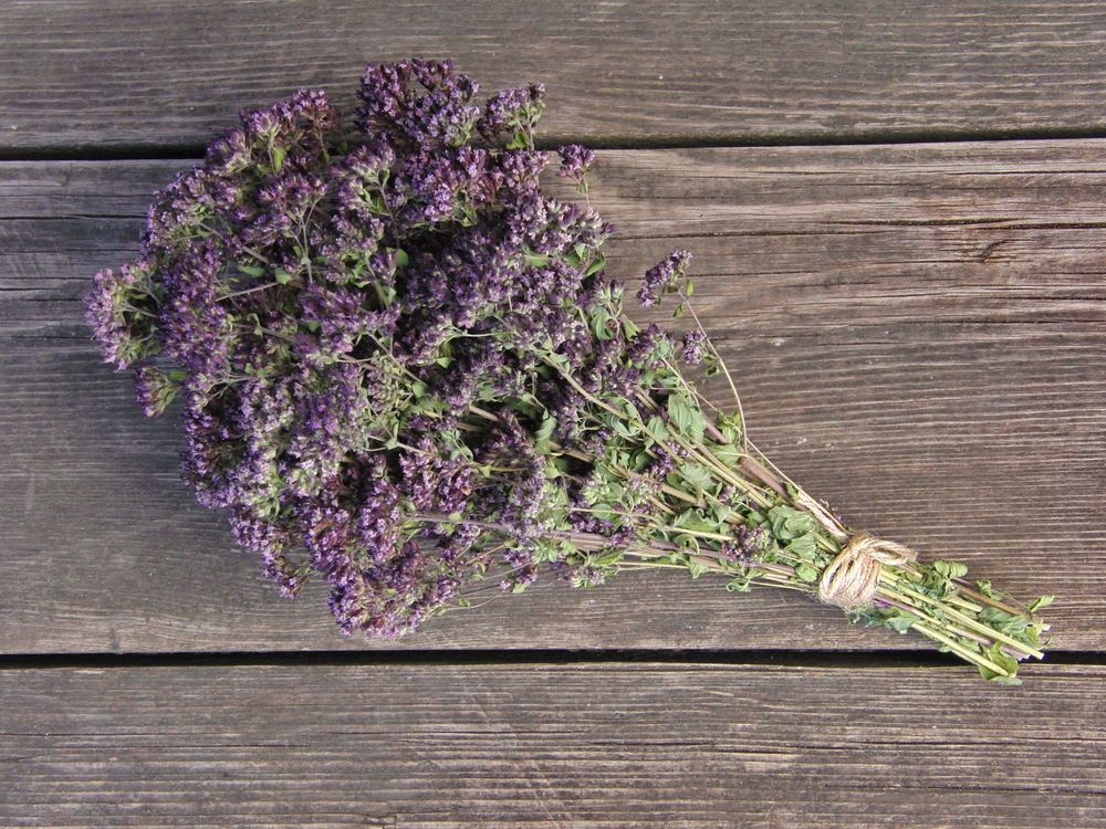 сухая душица сухая душица