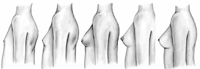 развитие груди развитие груди