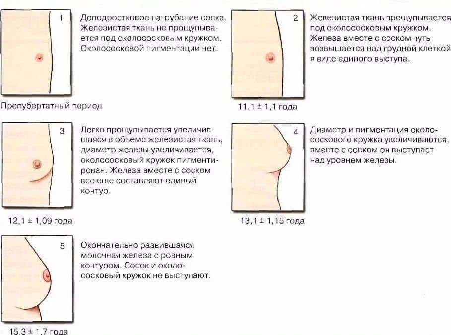 развитие груди развитие груди