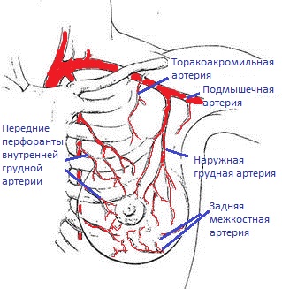 кровоснабжение молочной железы кровоснабжение молочной железы