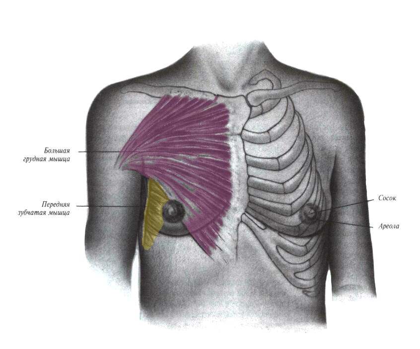Мышцы грули Мышцы грули