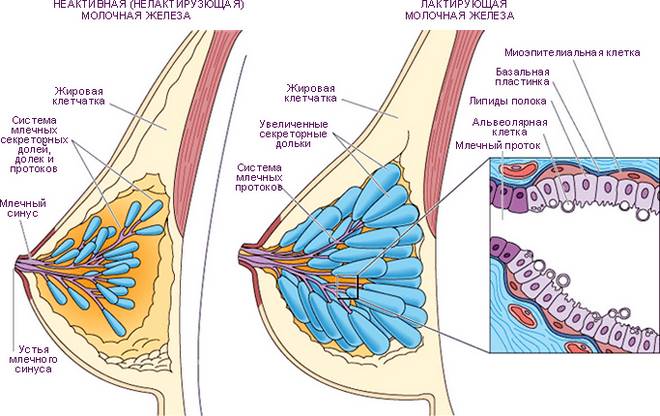 млечные протоки в молочной железе млечные протоки в молочной железе