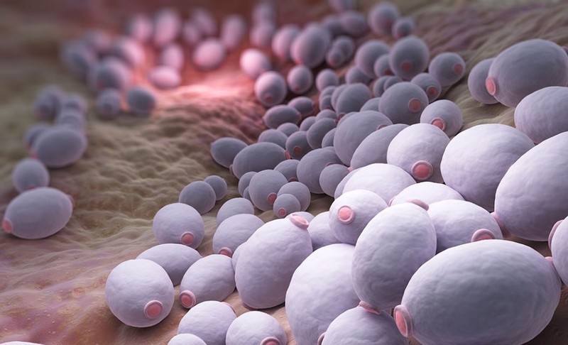 Грибок Кандида Грибок Кандида