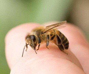 укусы насекомых фото