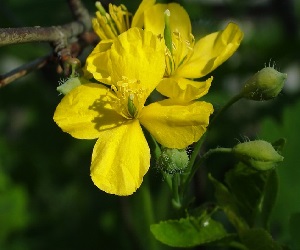 супер чистотел фото