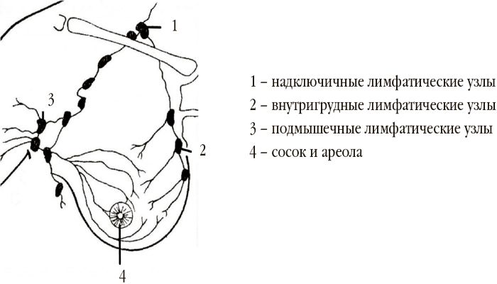 Строение молочной железы
