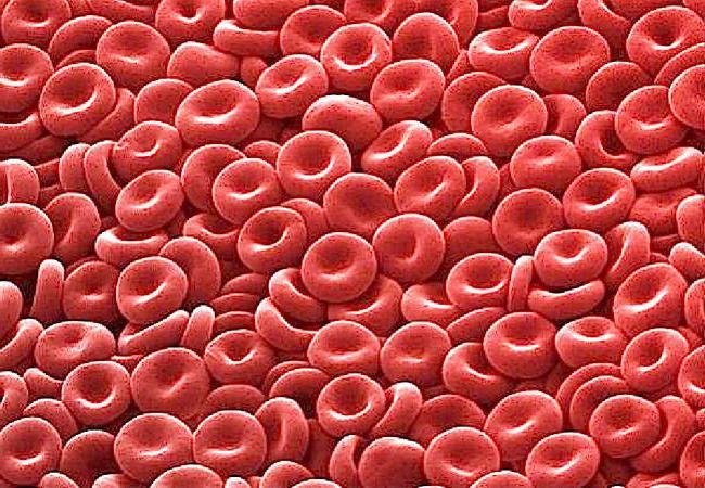 Эритроциты