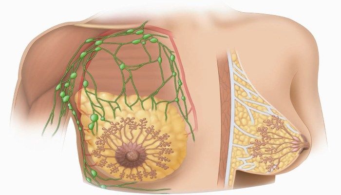 Строение МЖ