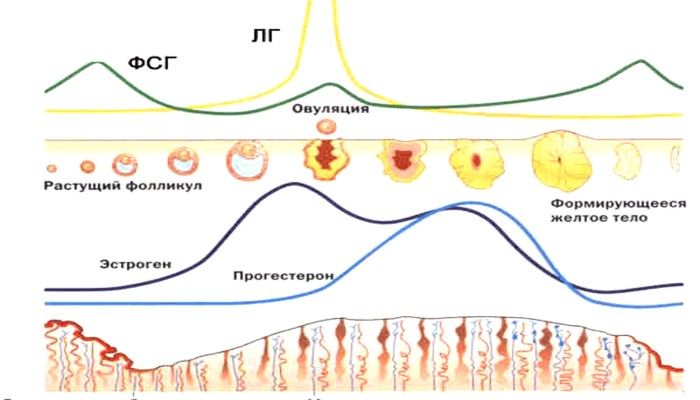 Гормональный фон