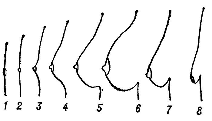 Виды сосков