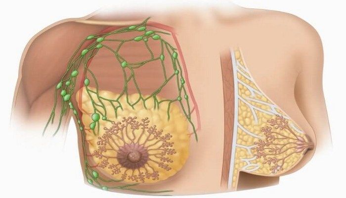 Строение МЖ