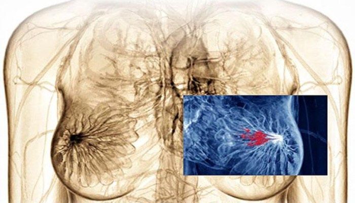 Строение грудины