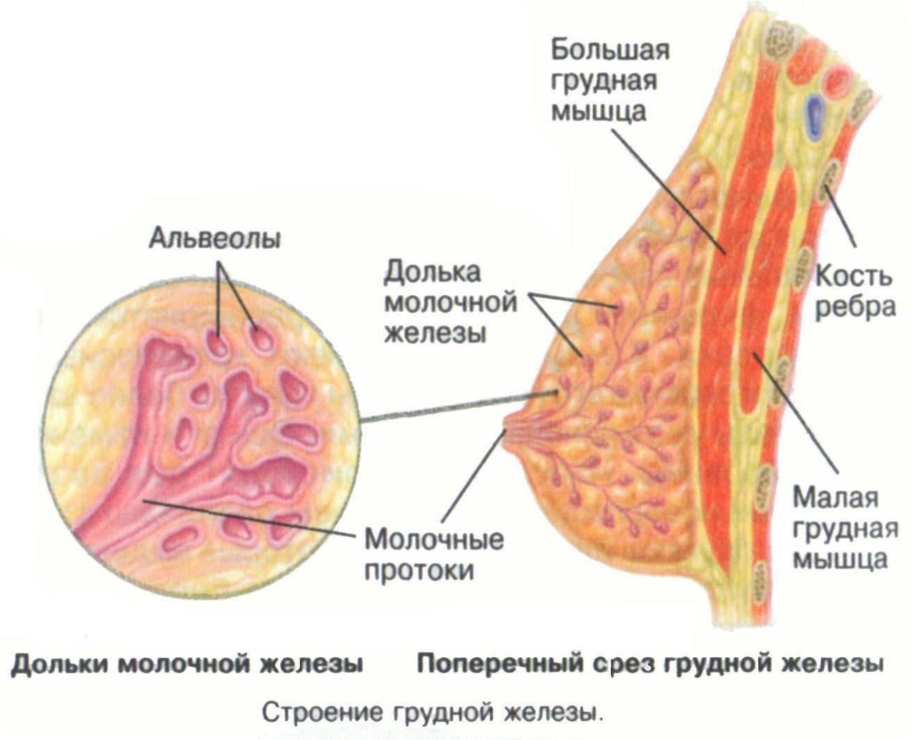 грибок под молочными железами