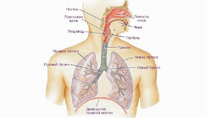 Легкие