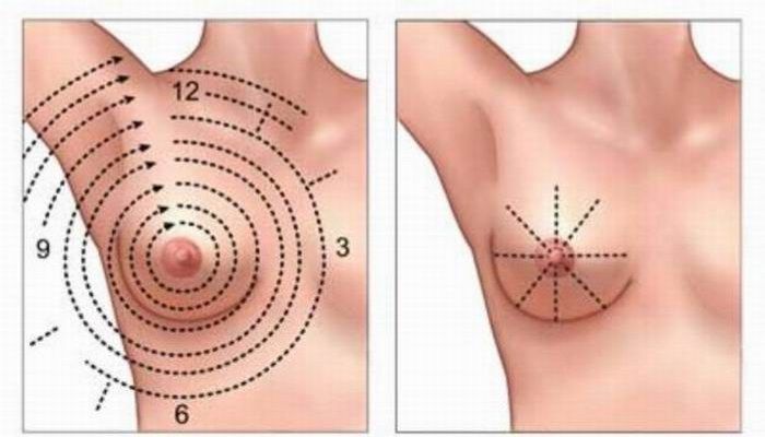 Молочная железа