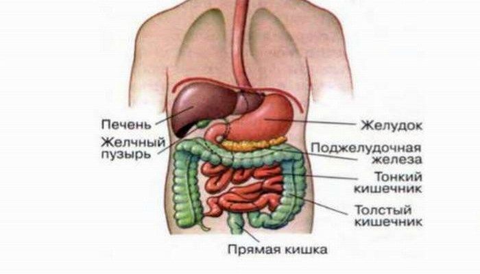 Пищевариние