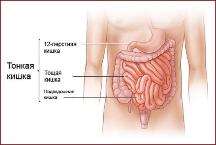 Строение тонкой кишки