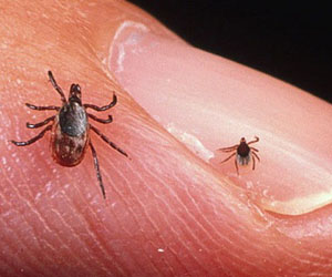 укусы насекомых лечение фото