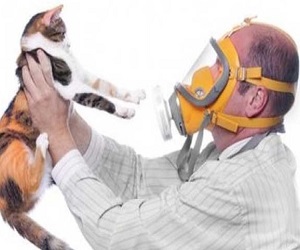 аллергия на кошек фото