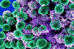 Стафилококки