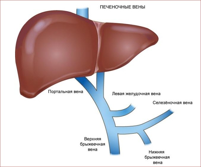 Печеночные вены