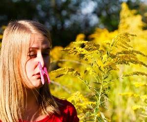 аллергия на амброзию при беременности